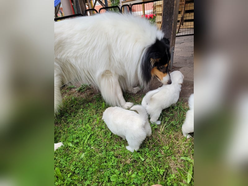 Traumhund! - sehr lieber, sensibler Collie-Deckrüde (Familienhund)