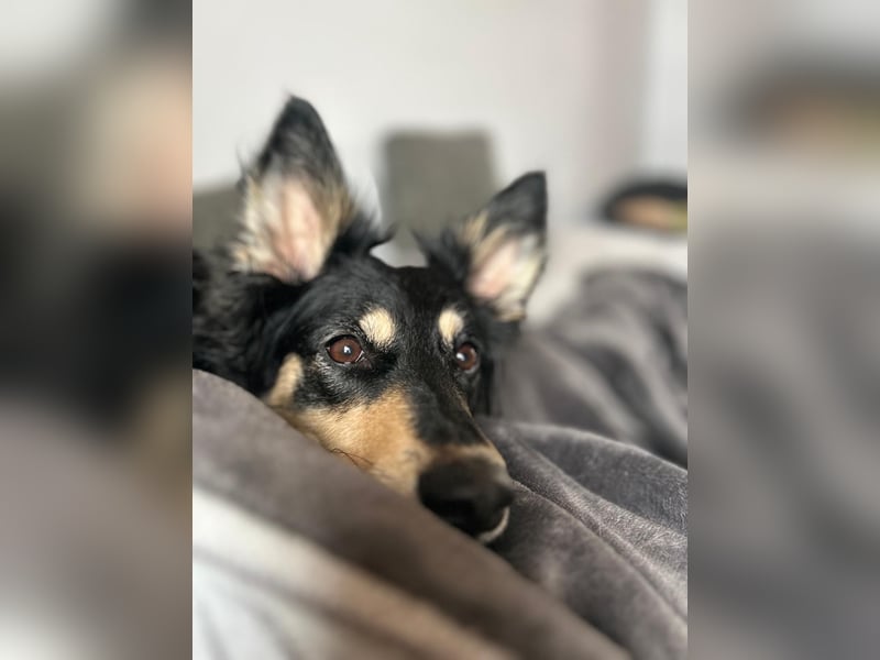 Liebevolle JOJO sucht liebevolle Familie