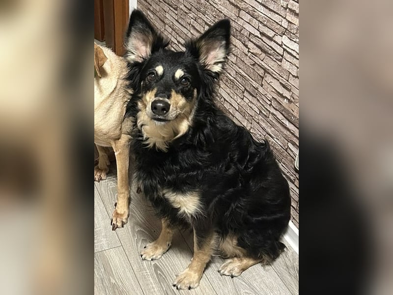 Liebevolle JOJO sucht liebevolle Familie