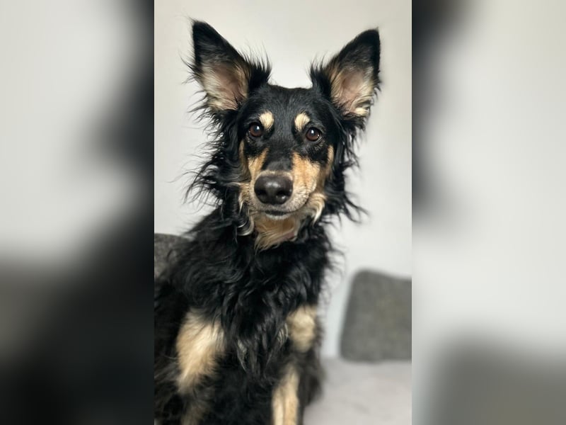 Liebevolle JOJO sucht liebevolle Familie