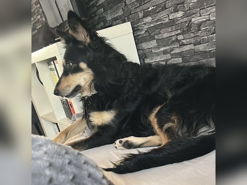 Liebevolle Jojo sucht liebevolle Familie