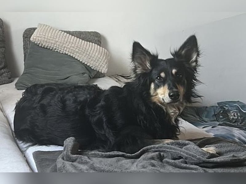 Liebevolle Jojo sucht liebevolle Familie