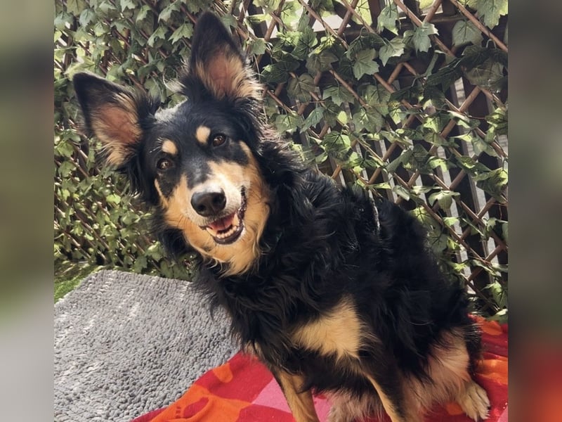 Liebevolle Jojo sucht liebevolle Familie