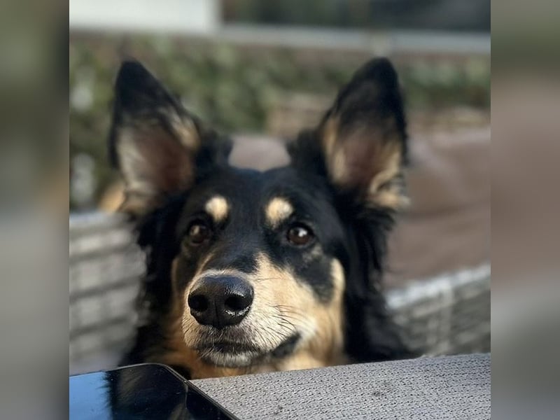 Liebevolle Jojo sucht liebevolle Familie