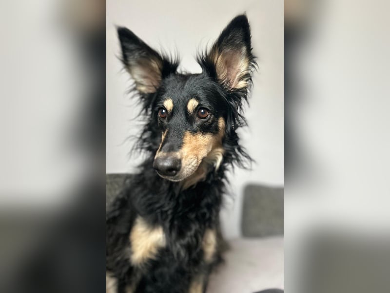Liebevolle JOJO sucht liebevolle Familie
