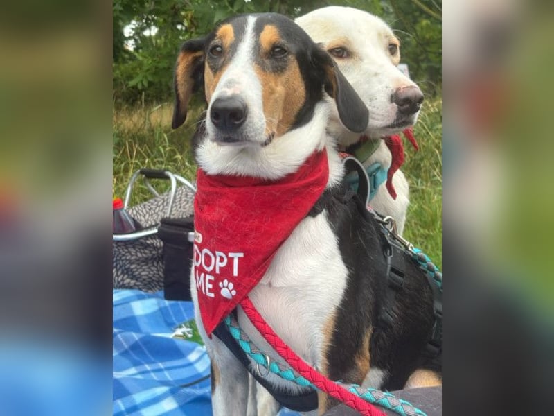 Bobi ❤️ wartet in 99718 Greussen