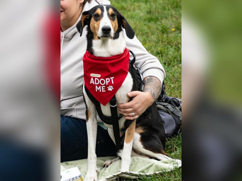 Bobi ❤️ wartet in 99718 Greussen