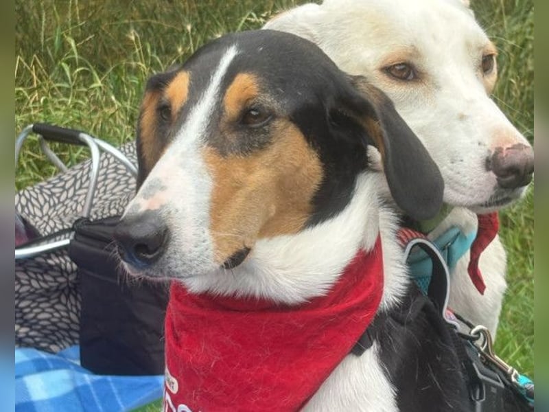 Bobi ❤️ wartet in 99718 Greussen