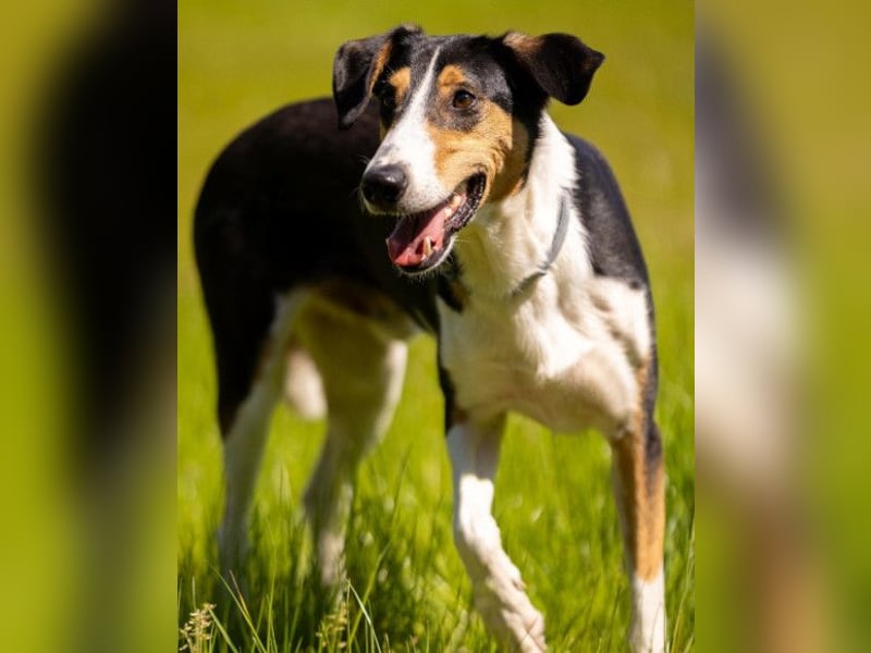 Bobi ❤️ wartet in 99718 Greussen auf dich