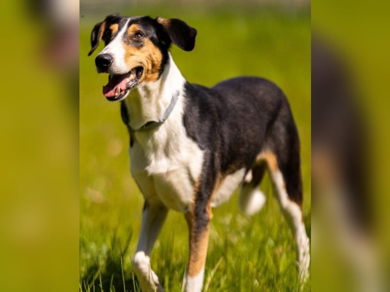 Bobi ❤️ wartet in 99718 Greussen auf dich