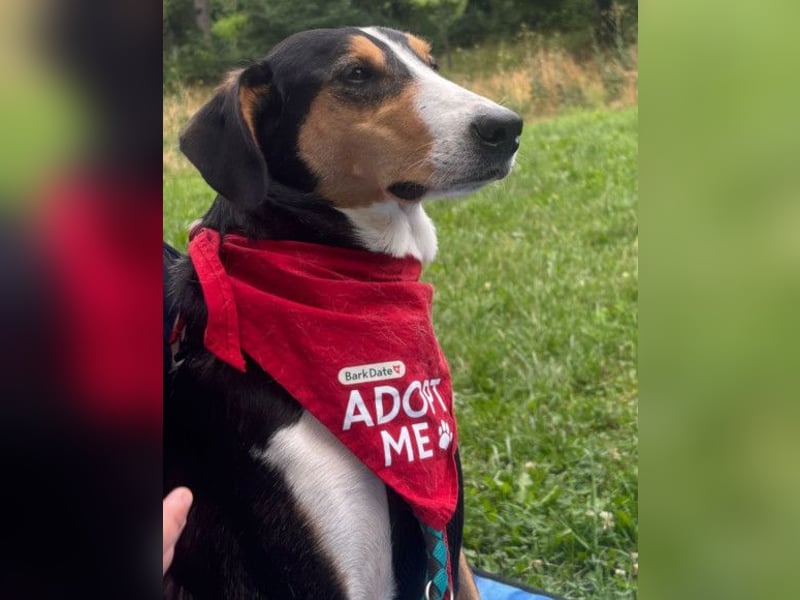 Bobi ❤️ wartet in 99718 Greussen