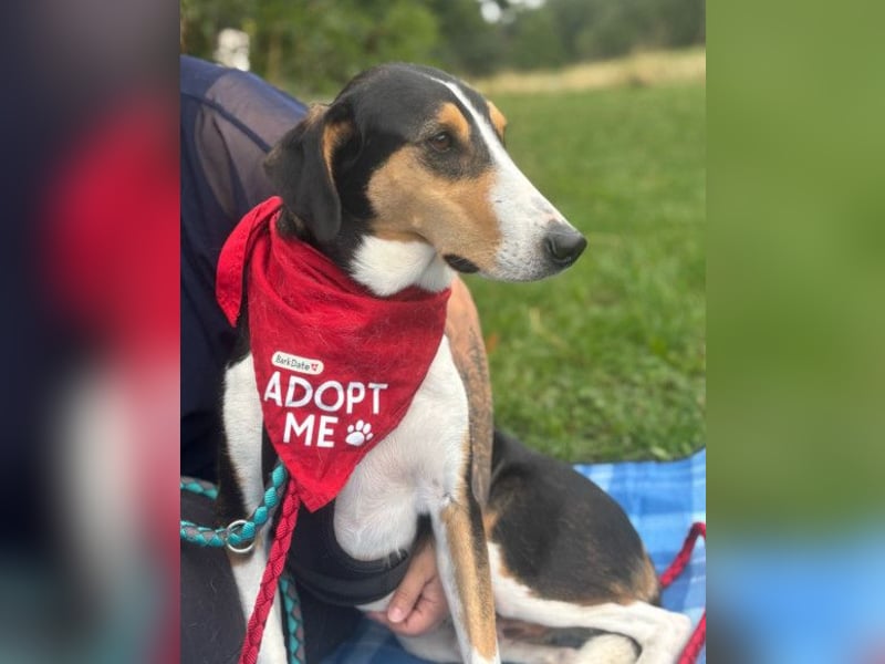 Bobi ❤️ wartet in 99718 Greussen