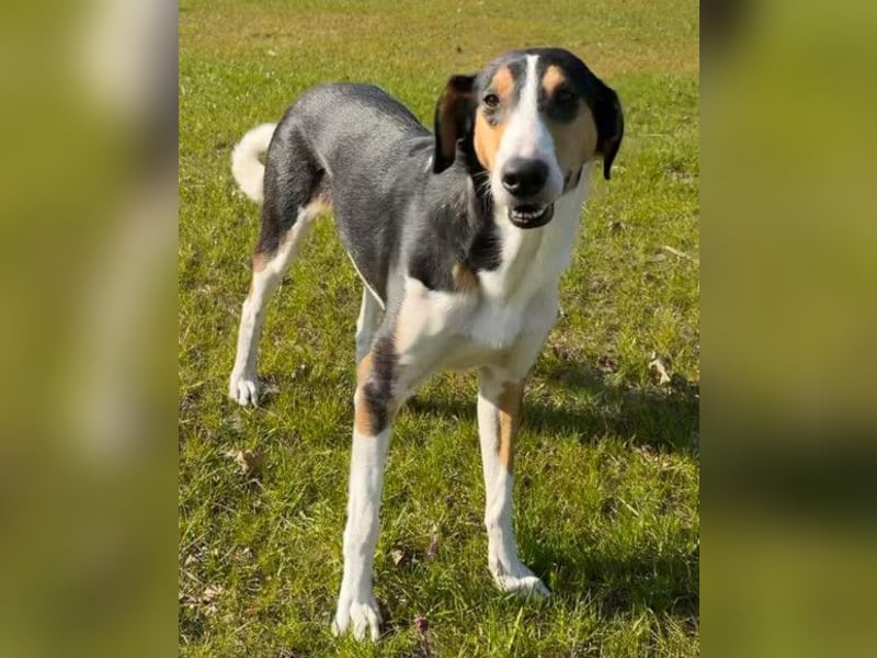 Bobi ❤️ wartet in 99718 Greussen auf dich