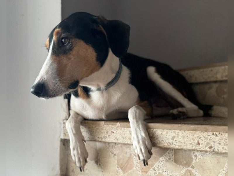 Bobi ❤️ wartet in 99718 Greussen