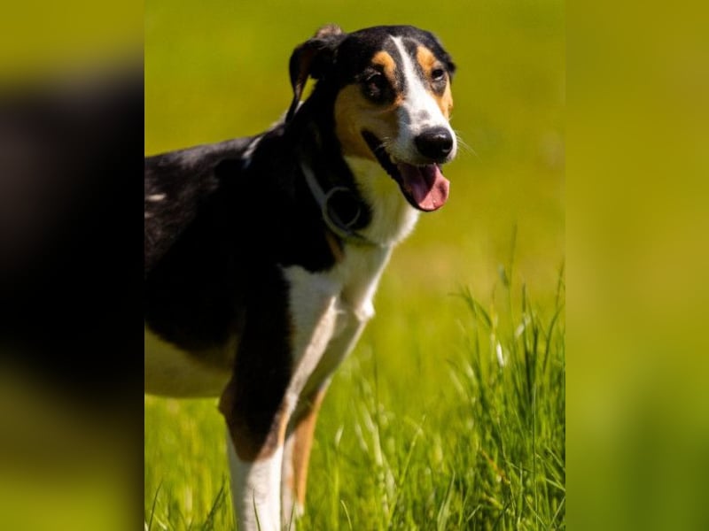 Bobi ❤️ wartet in 99718 Greussen auf dich