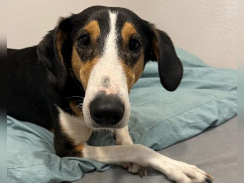 Bobi ❤️ wartet in 99718 Greussen auf dich