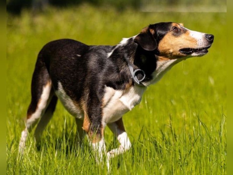 Bobi ❤️ wartet in 99718 Greussen