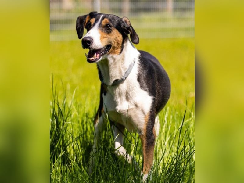 Bobi ❤️ wartet in 99718 Greussen auf dich