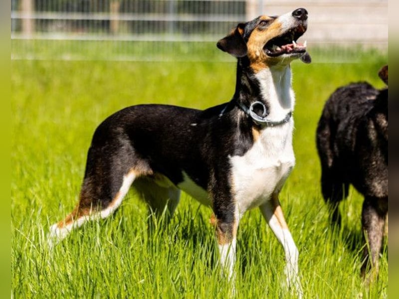 Bobi ❤️ wartet in 99718 Greussen auf dich