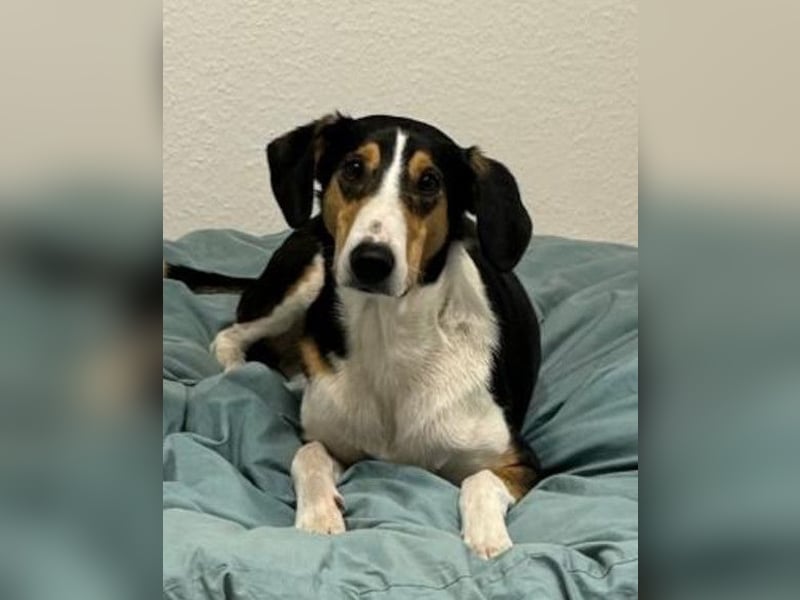 Bobi ❤️ wartet in 99718 Greussen auf dich