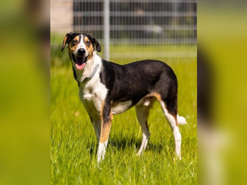 Bobi ❤️ wartet in 99718 Greussen