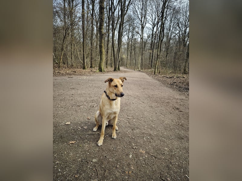  Zuhause gesucht für unseren treuen Vierbeiner 