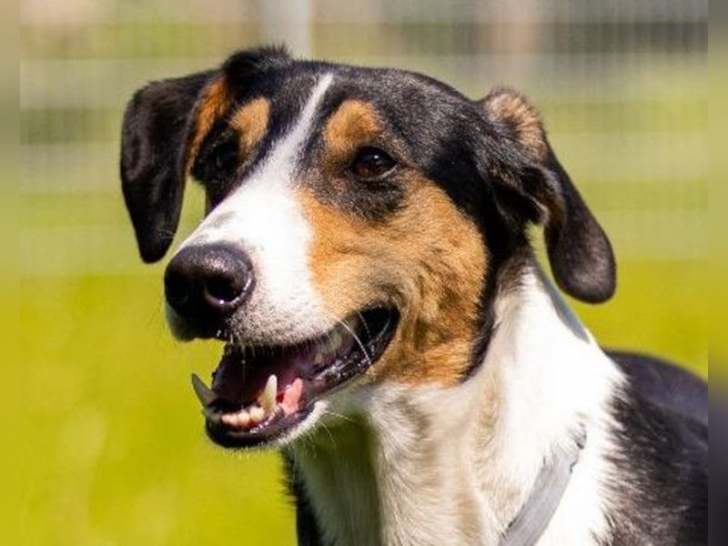 Bobi ❤️ wartet in 99718 Greussen