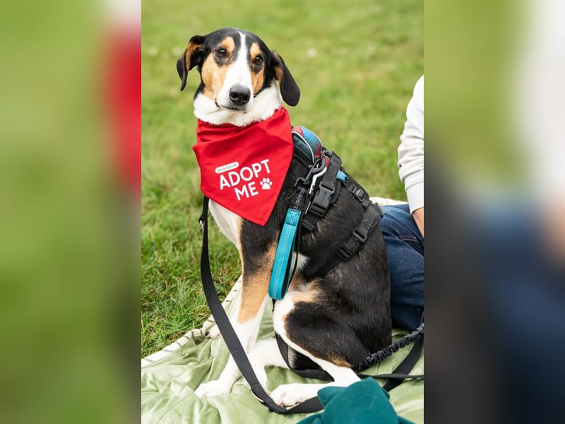 Bobi ❤️ wartet in 99718 Greussen