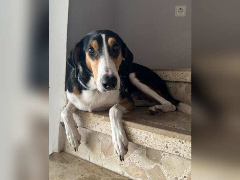 Bobi ❤️ wartet in 99718 Greussen