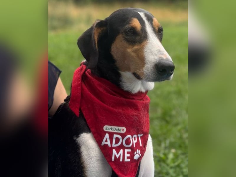 Bobi ❤️ wartet in 99718 Greussen auf dich