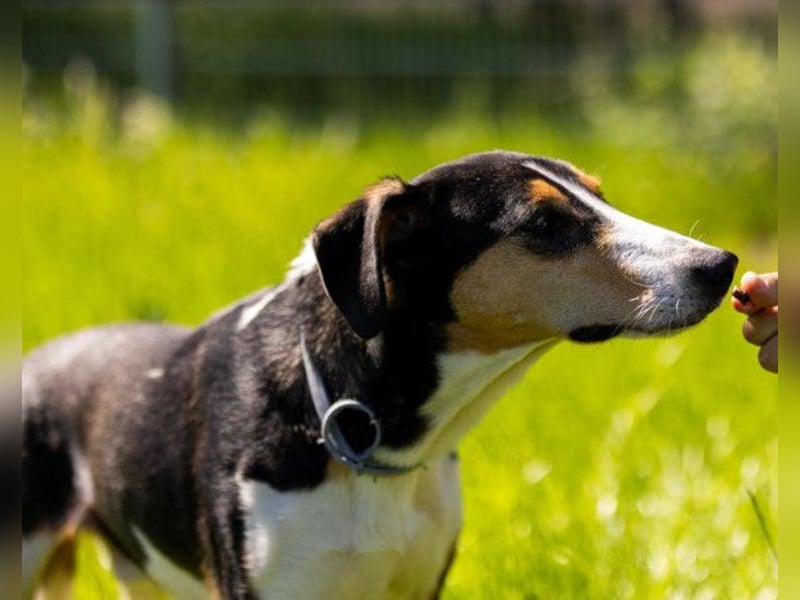 Bobi ❤️ wartet in 99718 Greussen