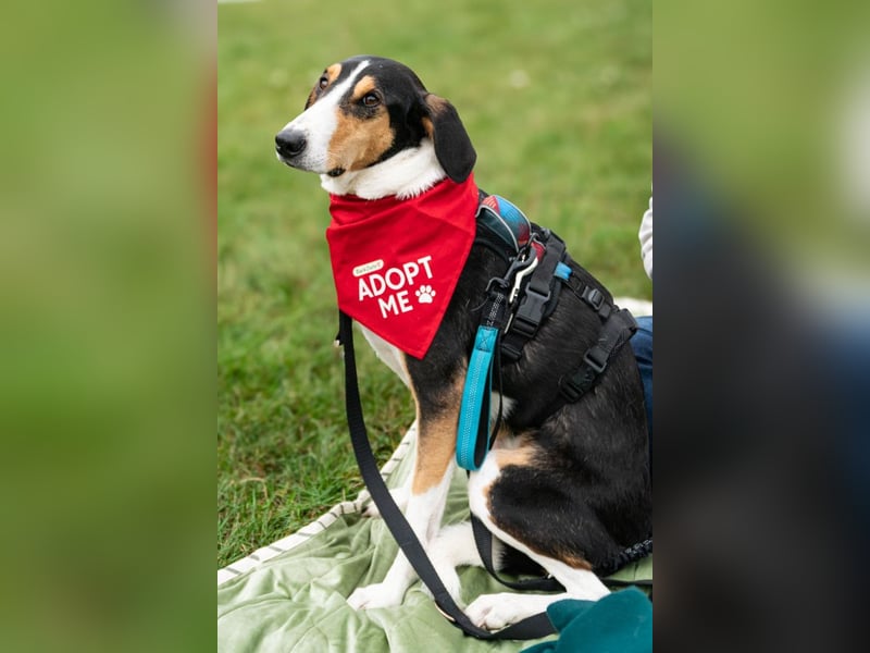 Bobi ❤️ wartet in 99718 Greussen auf dich