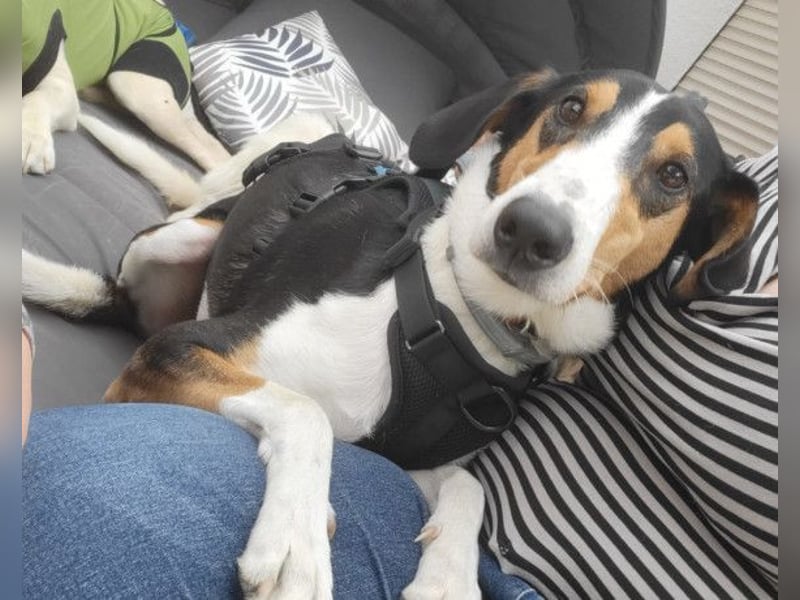 Bobi ❤️ wartet in 99718 Greussen auf dich