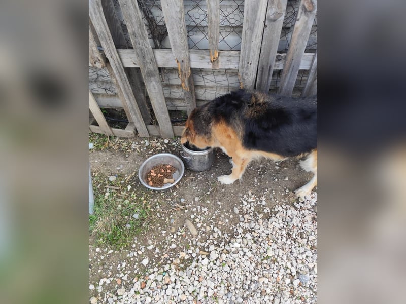 Freundlicher Collie Mix LEYLA sucht eine Familie!