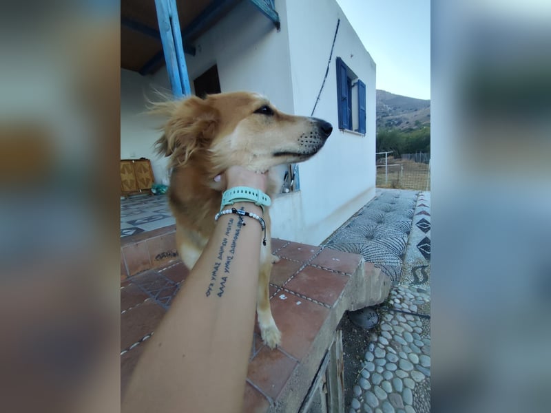 Freundlicher Collie Mix LEYLA sucht eine Familie!