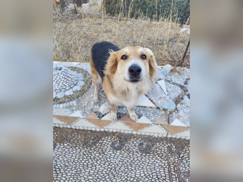 Freundlicher Collie Mix LEYLA sucht eine Familie!