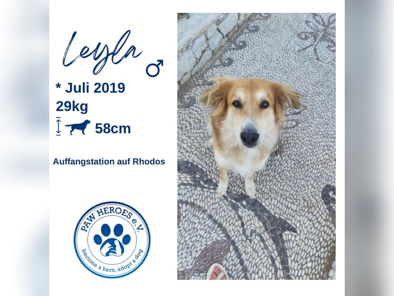 Freundlicher Collie Mix LEYLA sucht eine Familie!
