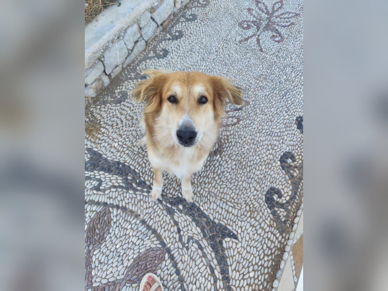 Freundlicher Collie Mix LEYLA sucht eine Familie!