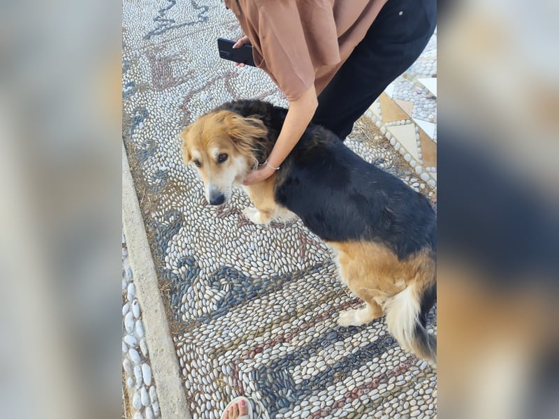 Freundlicher Collie Mix LEYLA sucht eine Familie!