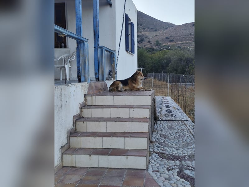 Freundlicher Collie Mix LEYLA sucht eine Familie!