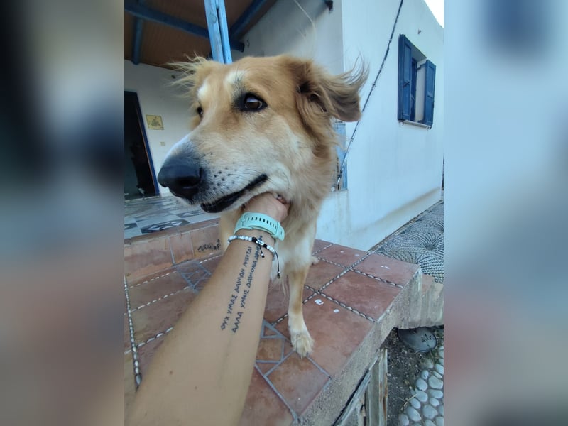 Freundlicher Collie Mix LEYLA sucht eine Familie!