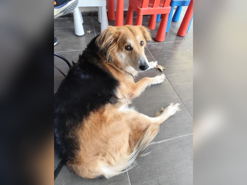 Freundlicher Collie Mix LEYLA sucht eine Familie!