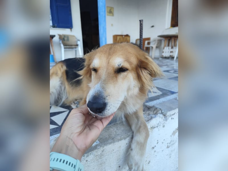 Freundlicher Collie Mix LEYLA sucht eine Familie!
