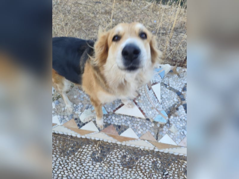 Freundlicher Collie Mix LEYLA sucht eine Familie!