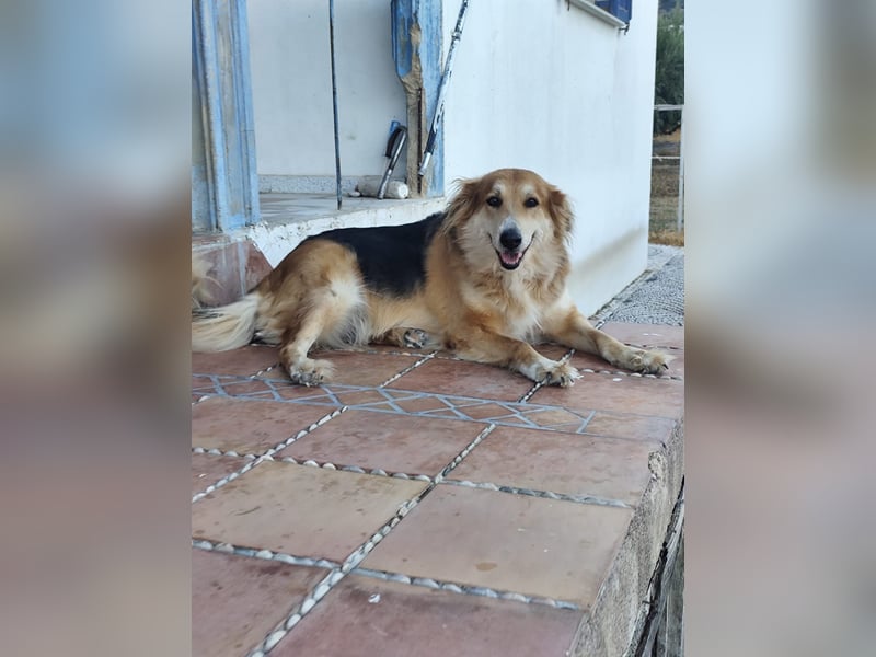 Freundlicher Collie Mix LEYLA sucht eine Familie!