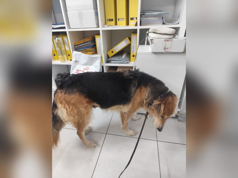 Freundlicher Collie Mix LEYLA sucht eine Familie!
