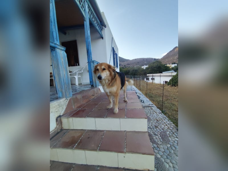 Freundlicher Collie Mix LEYLA sucht eine Familie!
