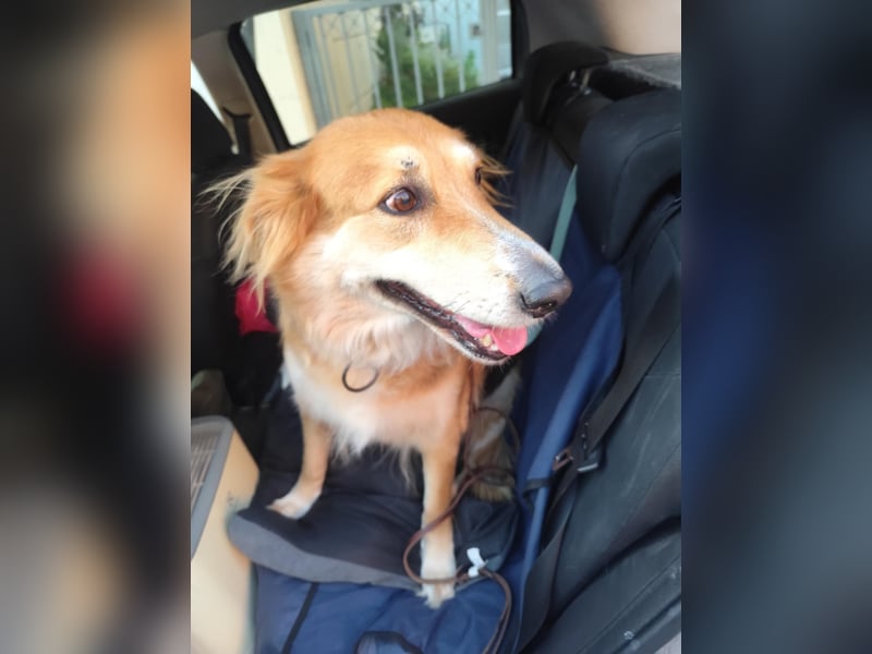 Freundlicher Collie Mix LEYLA sucht eine Familie!