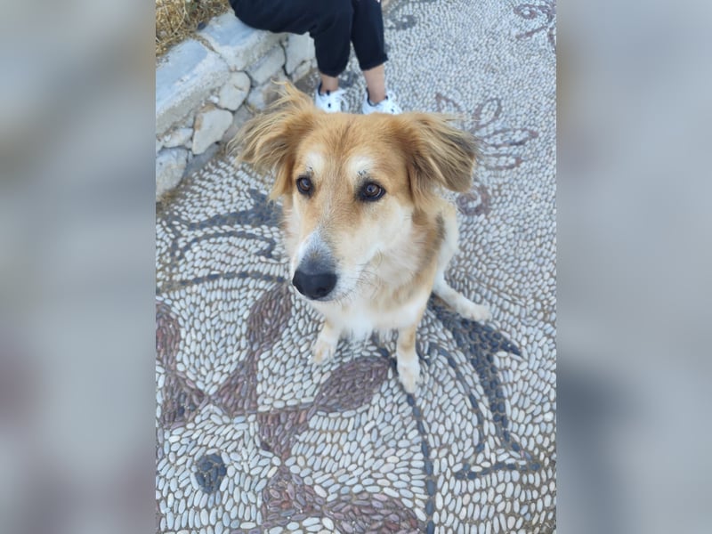 Freundlicher Collie Mix LEYLA sucht eine Familie!