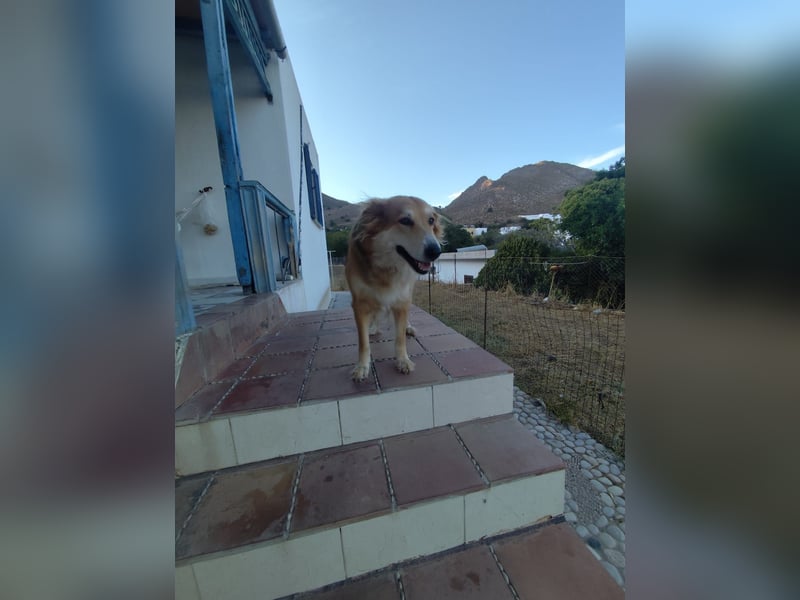 Freundlicher Collie Mix LEYLA sucht eine Familie!